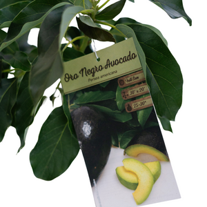 10" Avocado