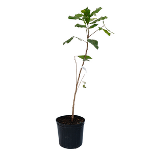 10" Cashew Nut