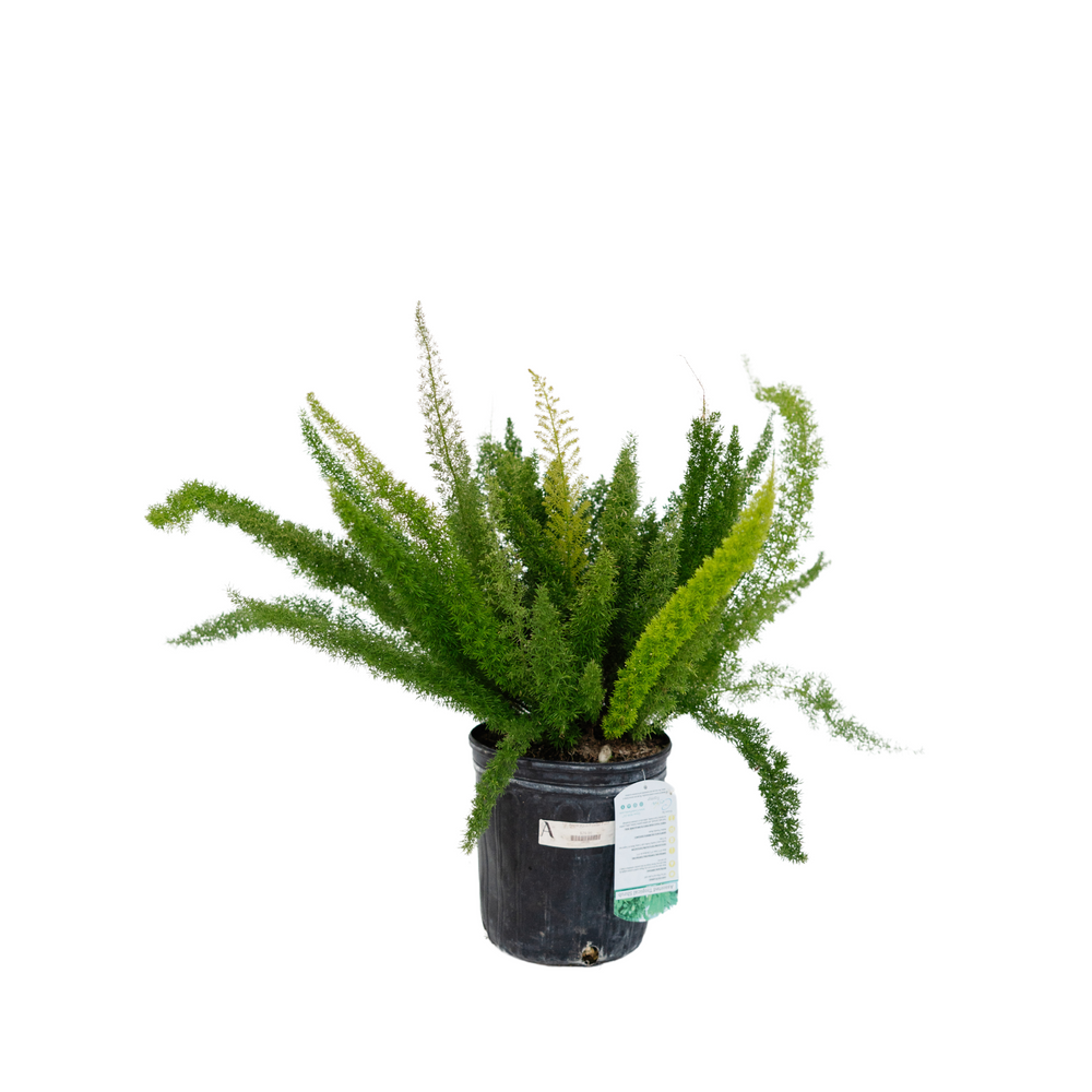 10" Asparagus Foxtail Fern