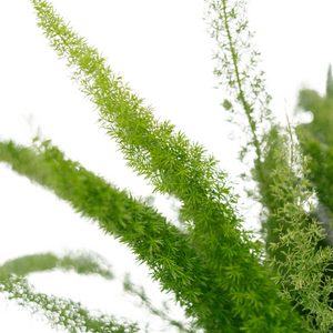 10" Asparagus Foxtail Fern