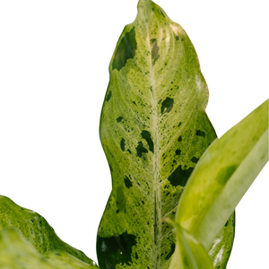 8" Dieffenbachia Camouflage