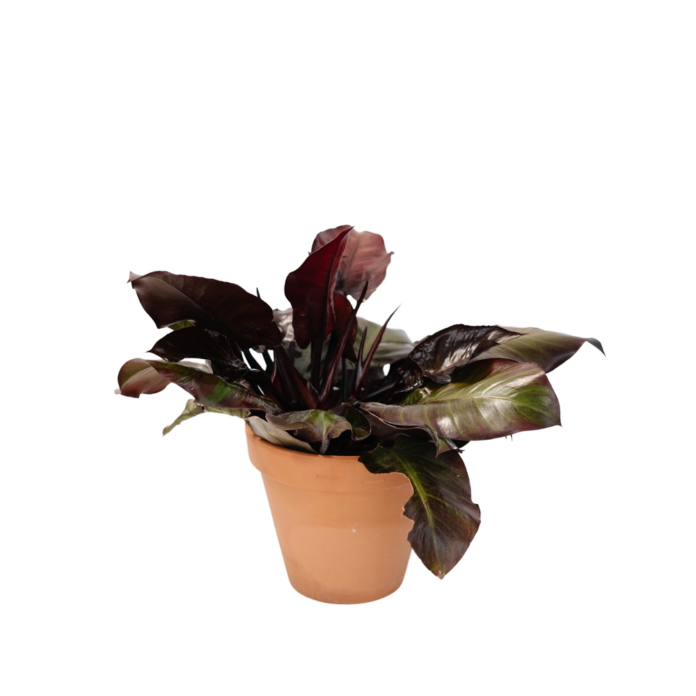 8" Philodendron McColley's Finale