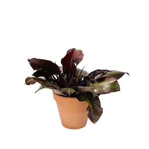8" Philodendron McColley's Finale