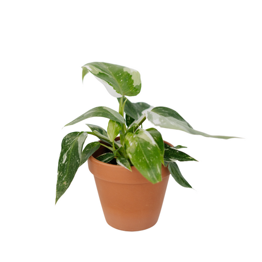 4" White Philodendron
