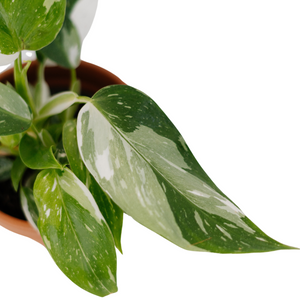 4" White Wizard Philodendron