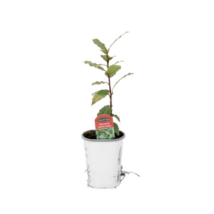 4" Bay Laurel