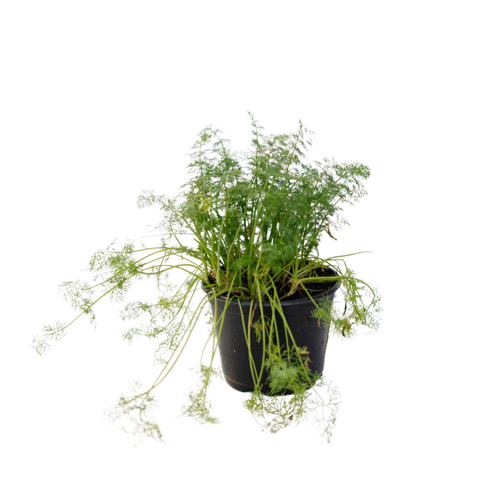 6" Dill