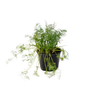 6" Dill