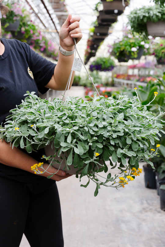 12” Flambe Yellow Hanging Basket