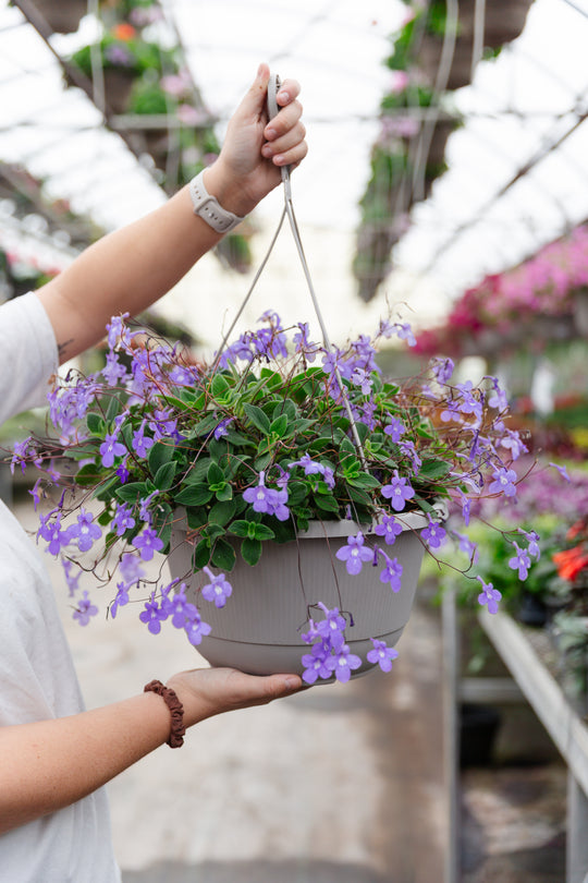 12" Streptocarpella Hanging Basket