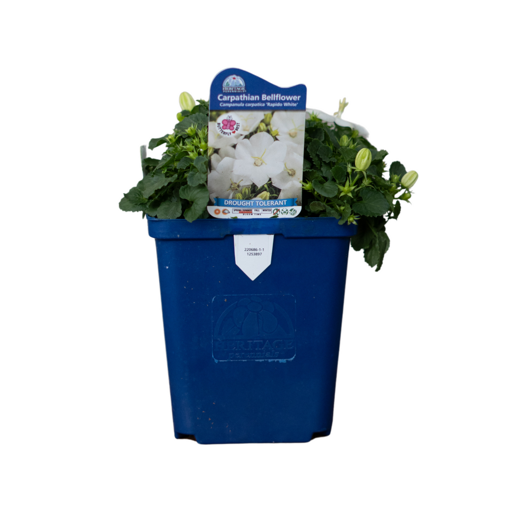 Campanula Carp. Rapido White