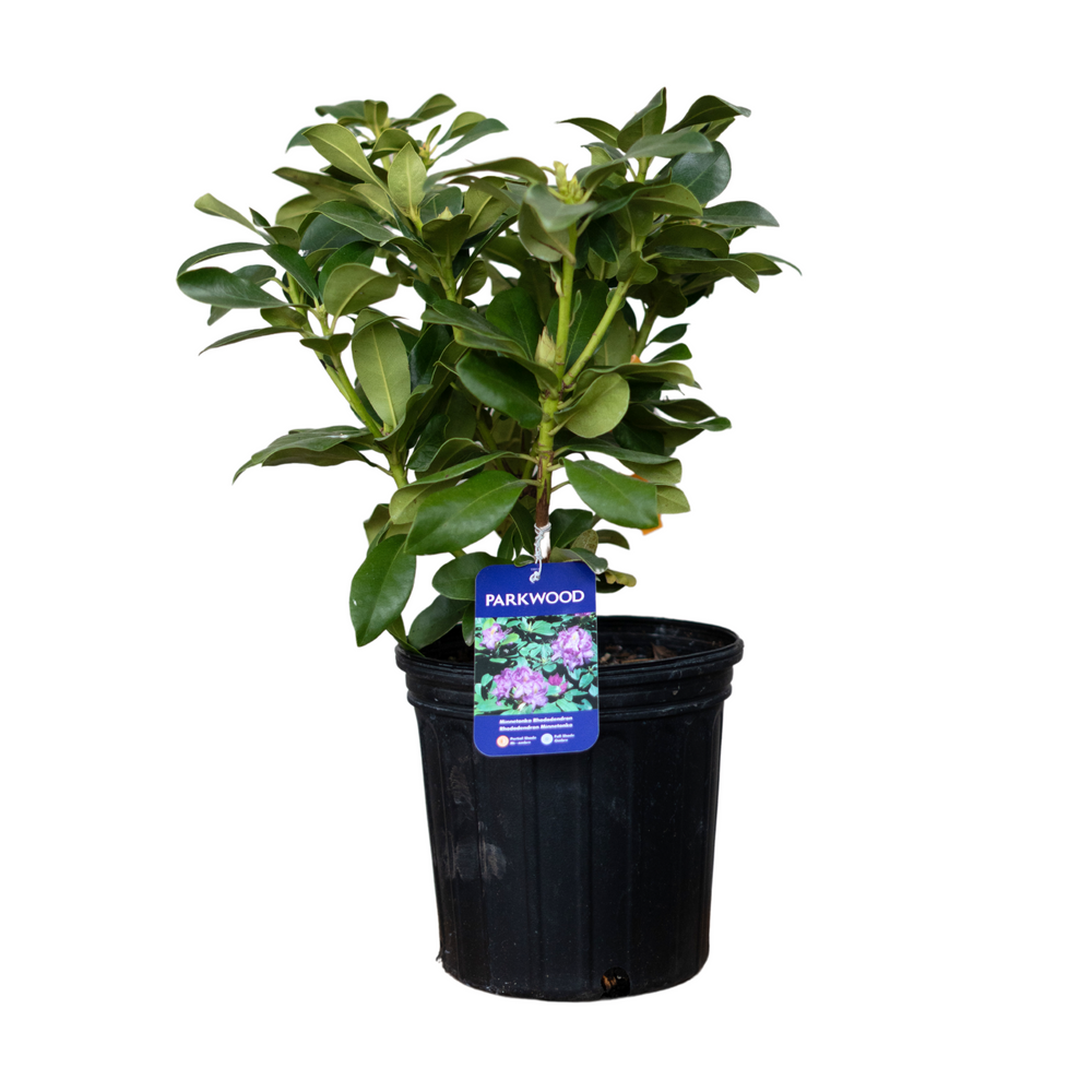 Minnetonka Rhododendron #2 CG