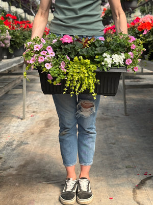 22” Geranium Window Box (Multiple Colours)