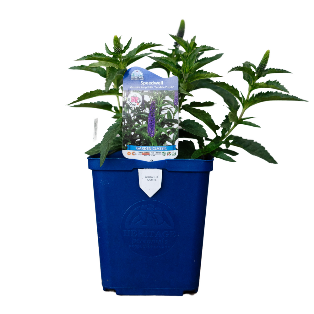 Veronica Longifolia Candela Purple Speedwell