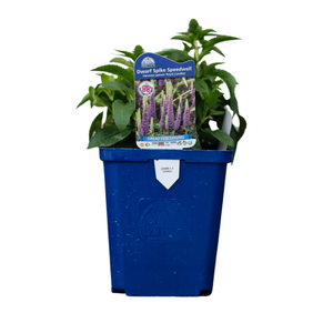 Veronica Spicata Royal Candles Speedwell