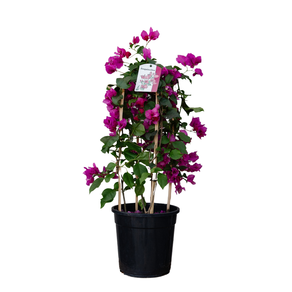 9" Bougainvillea