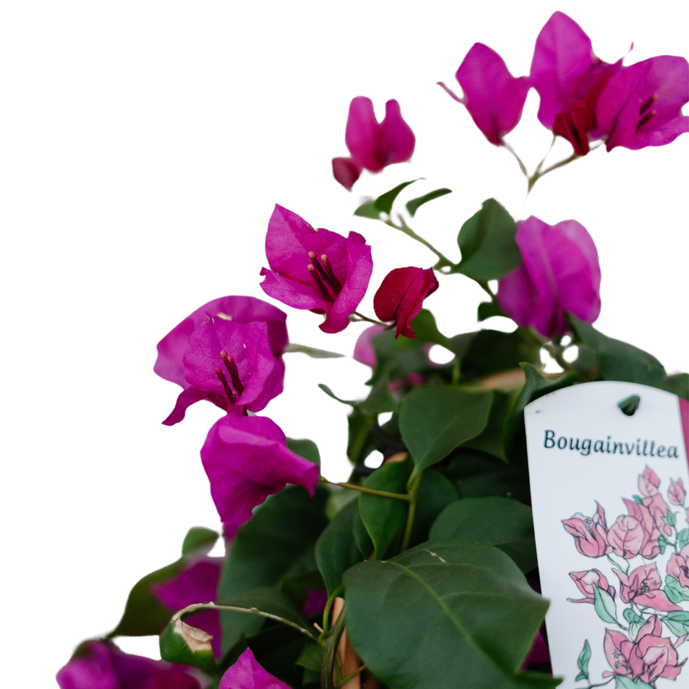 9" Bougainvillea