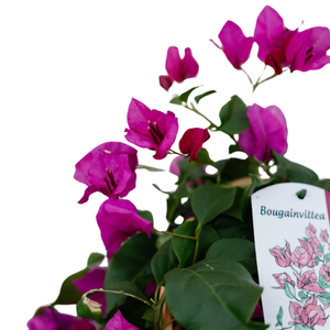 9" Bougainvillea