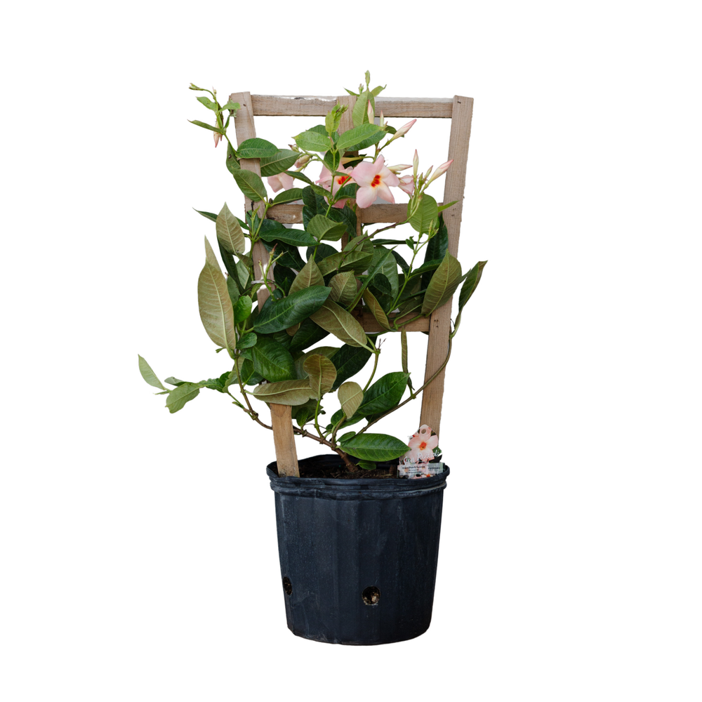 10" Mandevilla Teepee - Giant Peach