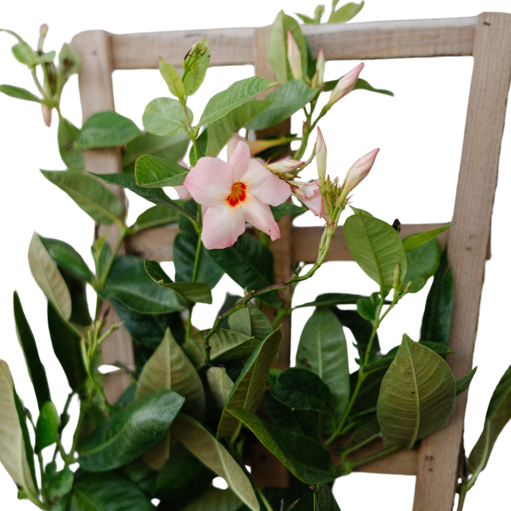 10" Mandevilla Teepee - Giant Peach