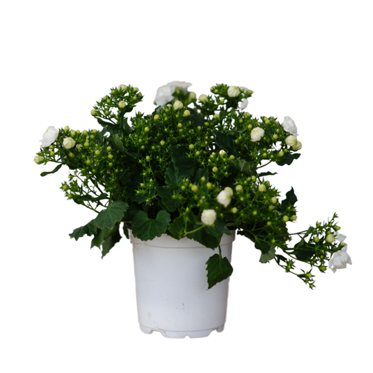 4" White Campanula