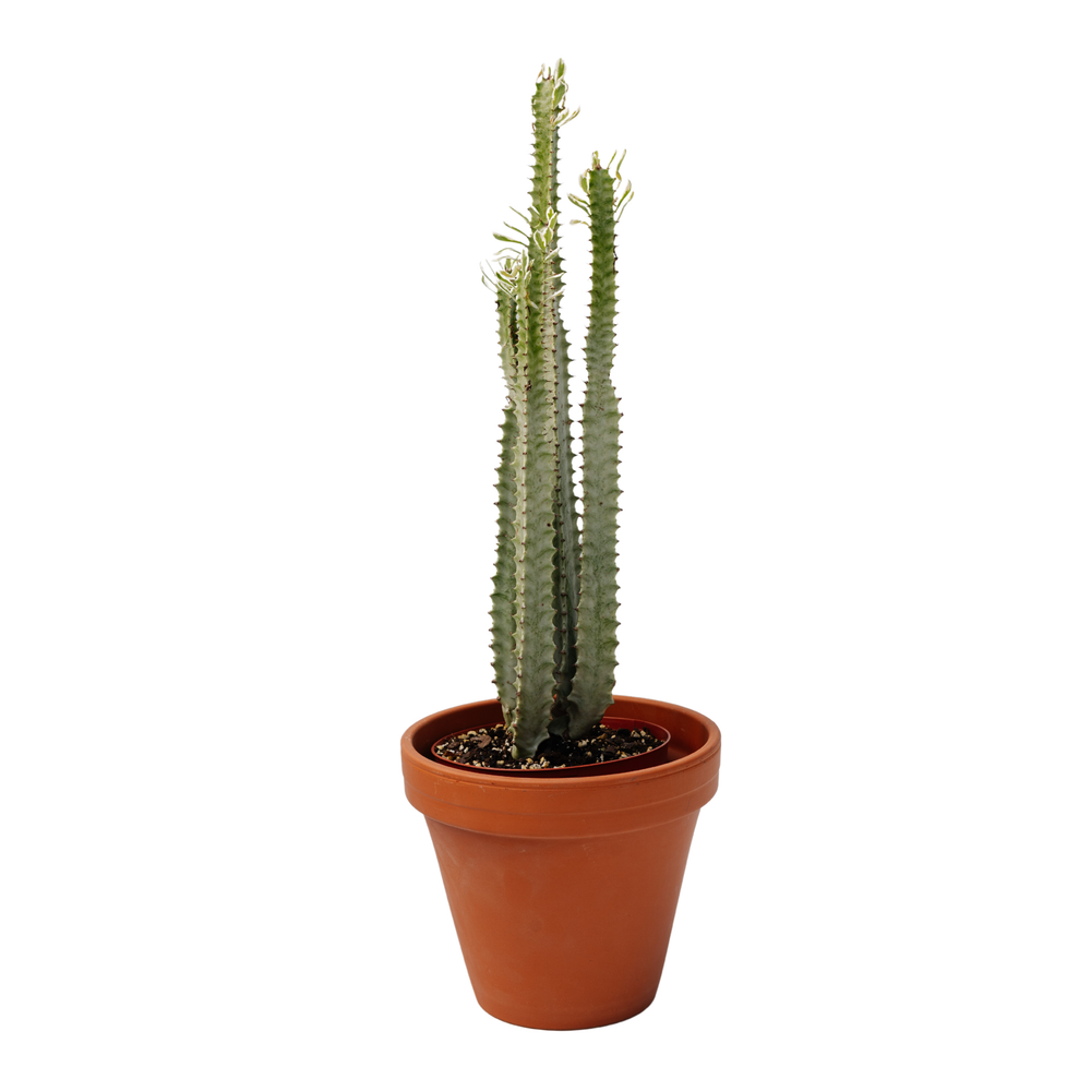 6" Euphorbia White Grafted