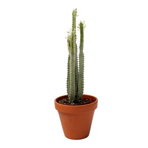 6" Euphorbia White Grafted