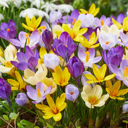 Crocus Botanical Tommasinianus Mixed Bulbs