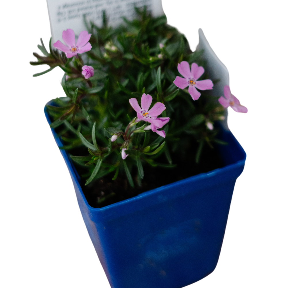 Phlox Sub. Emerald Pink