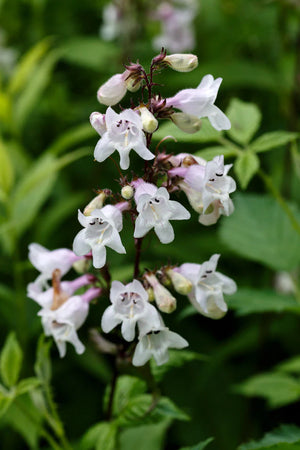 Northern Wildflowers Foxglove Beardtongue- Seed Pack 200  Count