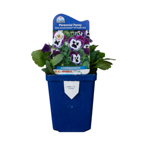Viola Cornuta Sorbet XP Purple Face