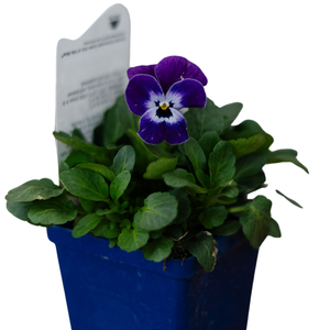 Viola Cornuta Sorbet XP Purple Face