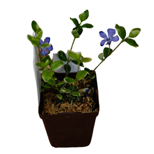Periwinkle | Vinca Minor Ralph Shugert