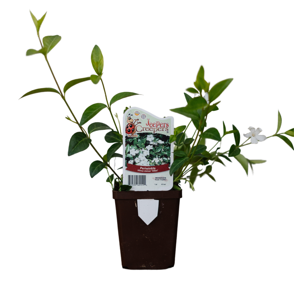Vinca Minor Alba