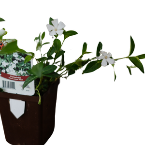 Vinca Minor Alba