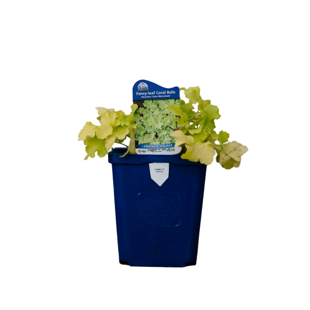 Heuchera Lime Marmalade