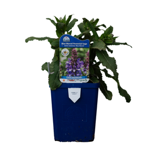 Salvia Nem. Blue Marvel Perennial Sage