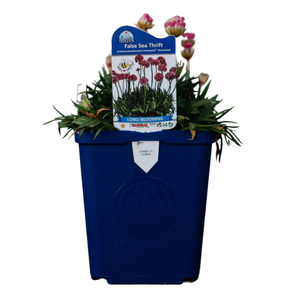 Armeria Dreameria Dreamland | False Sea Thrift