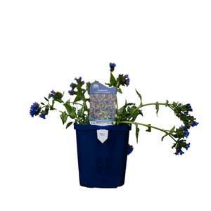 Pulmonaria Trevi Fountain | Lungwort