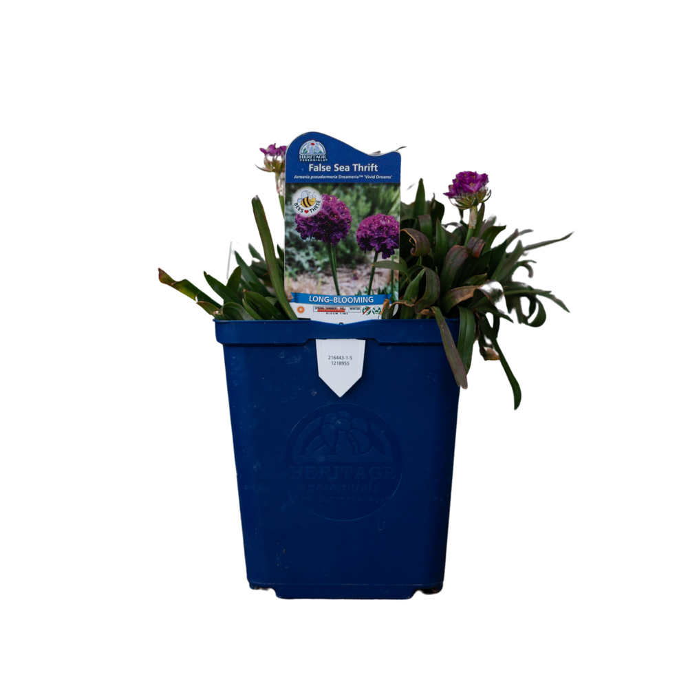 Armeria Dreameria Vivid Dreams | False Sea Thrift