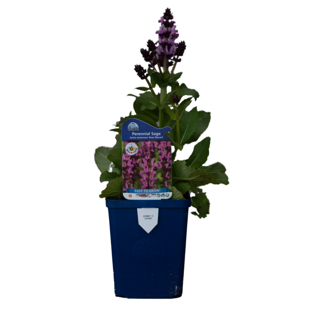 Salvia Nem. Rose Marvel
