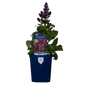 Salvia Nem. Rose Marvel