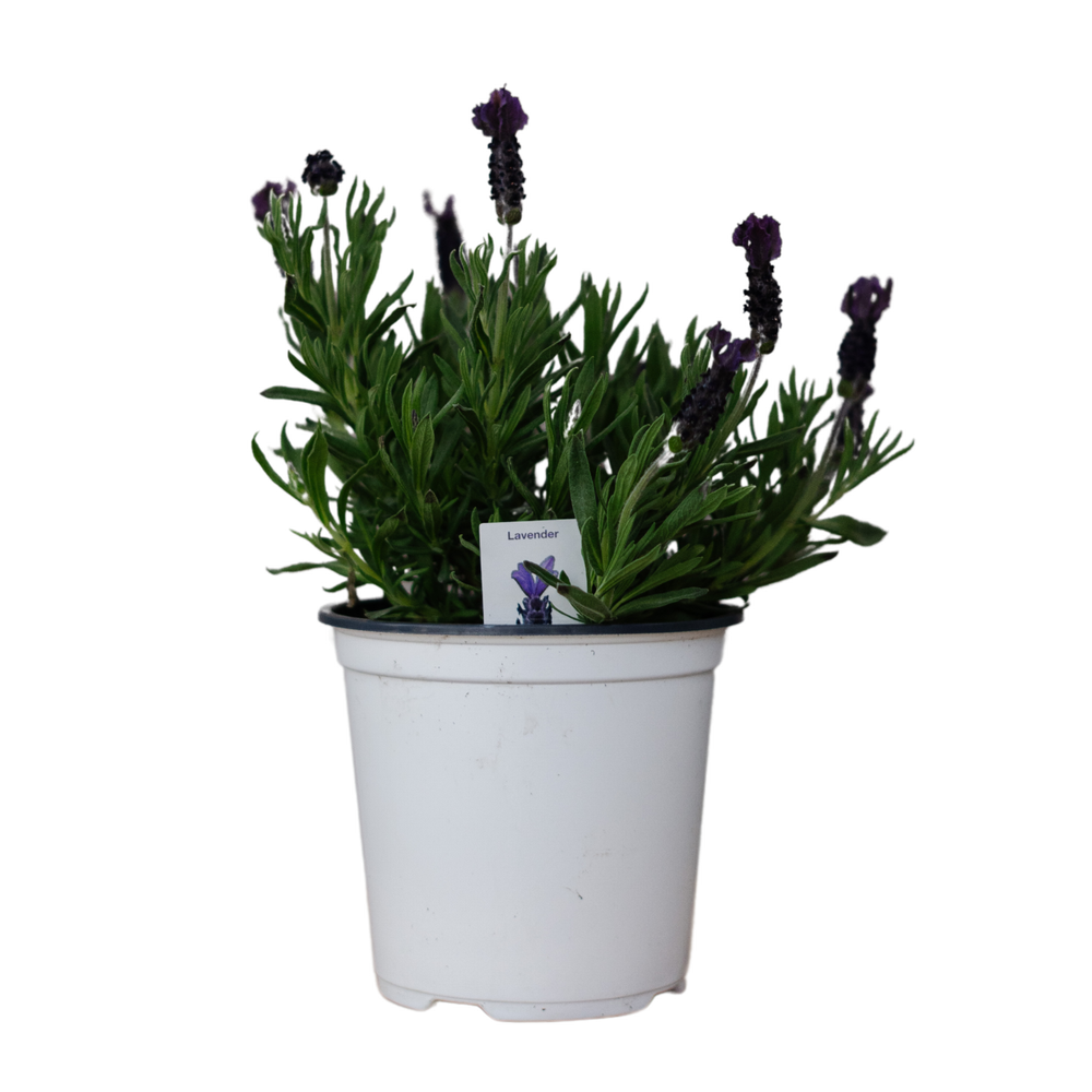 6" Anouk Lavender