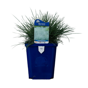 Festuca Glauca Cool As Ice