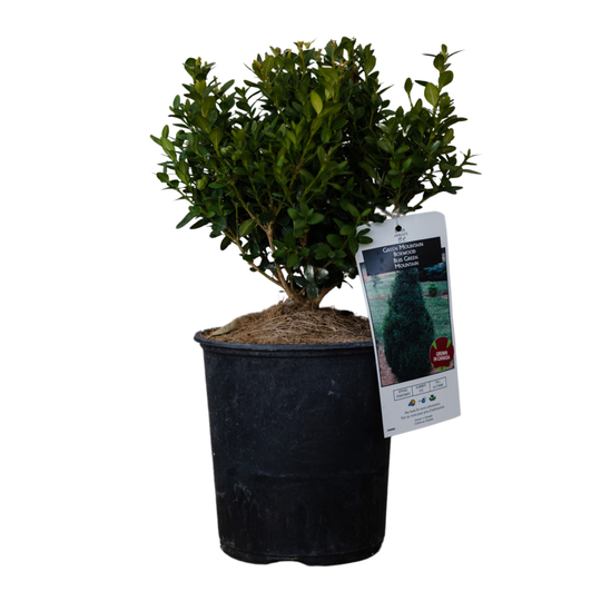 Green Mountain Boxwood