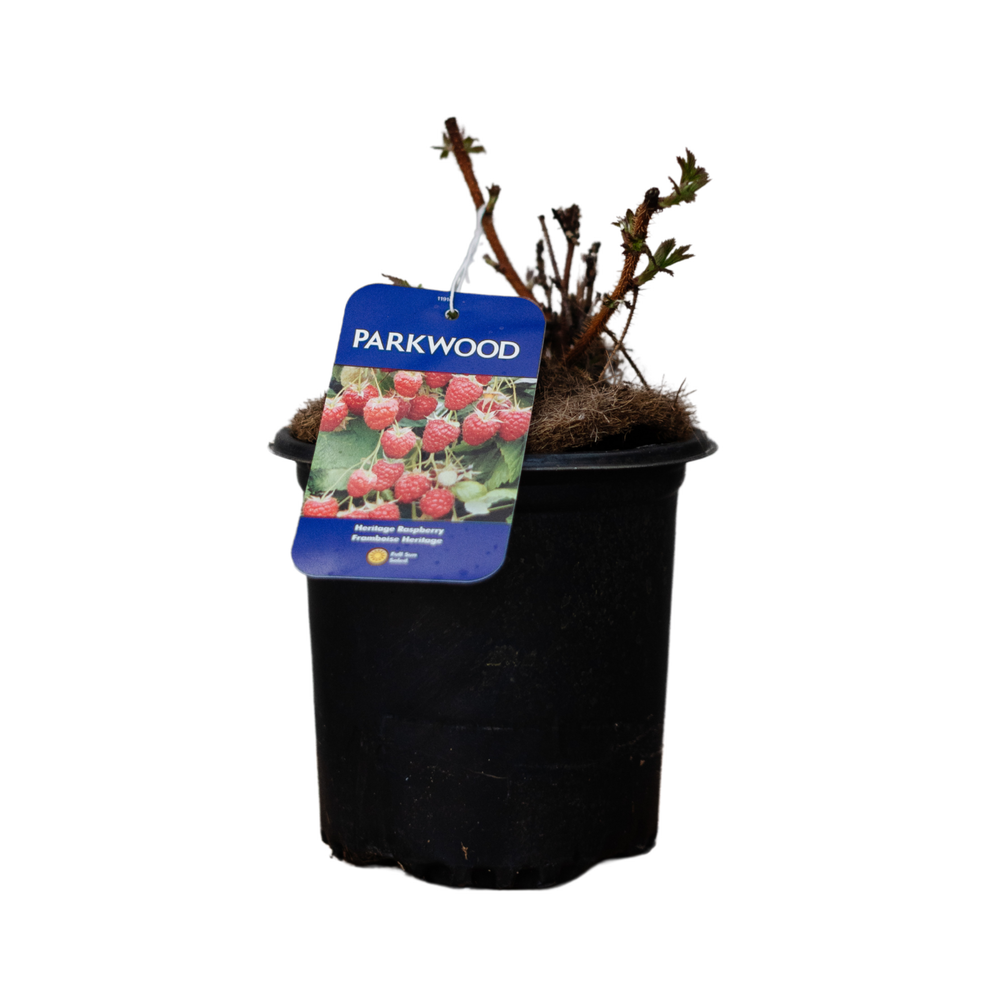Raspberry Heritage