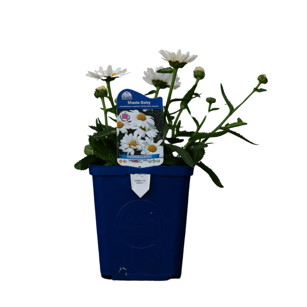 Leucanthemum Darling Daisy Supreme