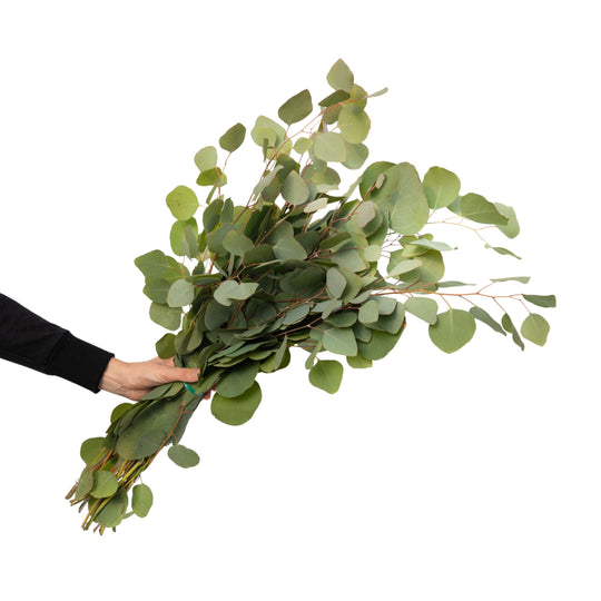 Silver Dollar Eucalyptus Bundle