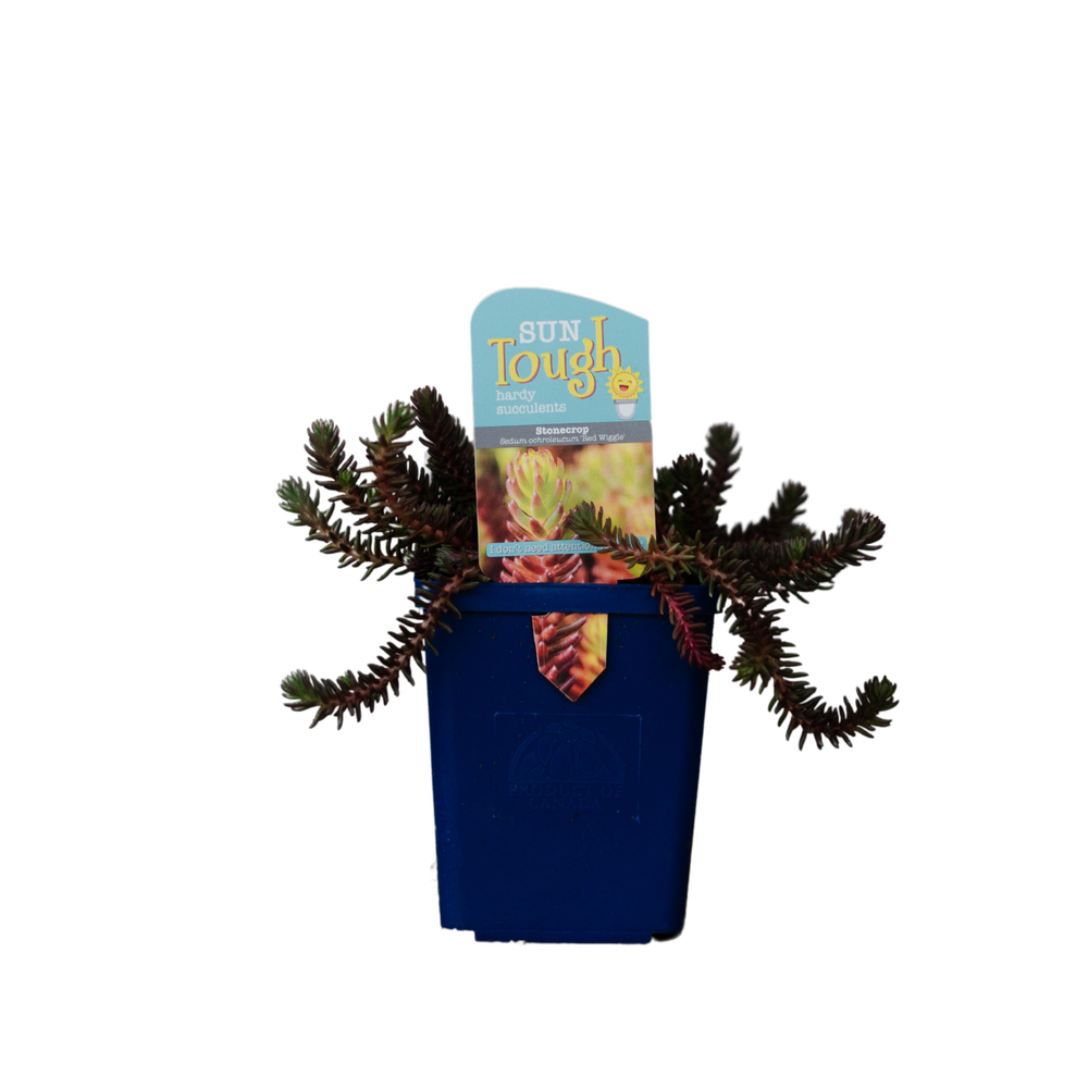 Sedum Ochr Red Wiggle