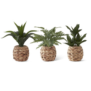 6.25"H Tropical Foliage Plants in Woven Round Pots w/Faux Rocks (Assorted ) Florals & Foliage